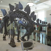 Store logo